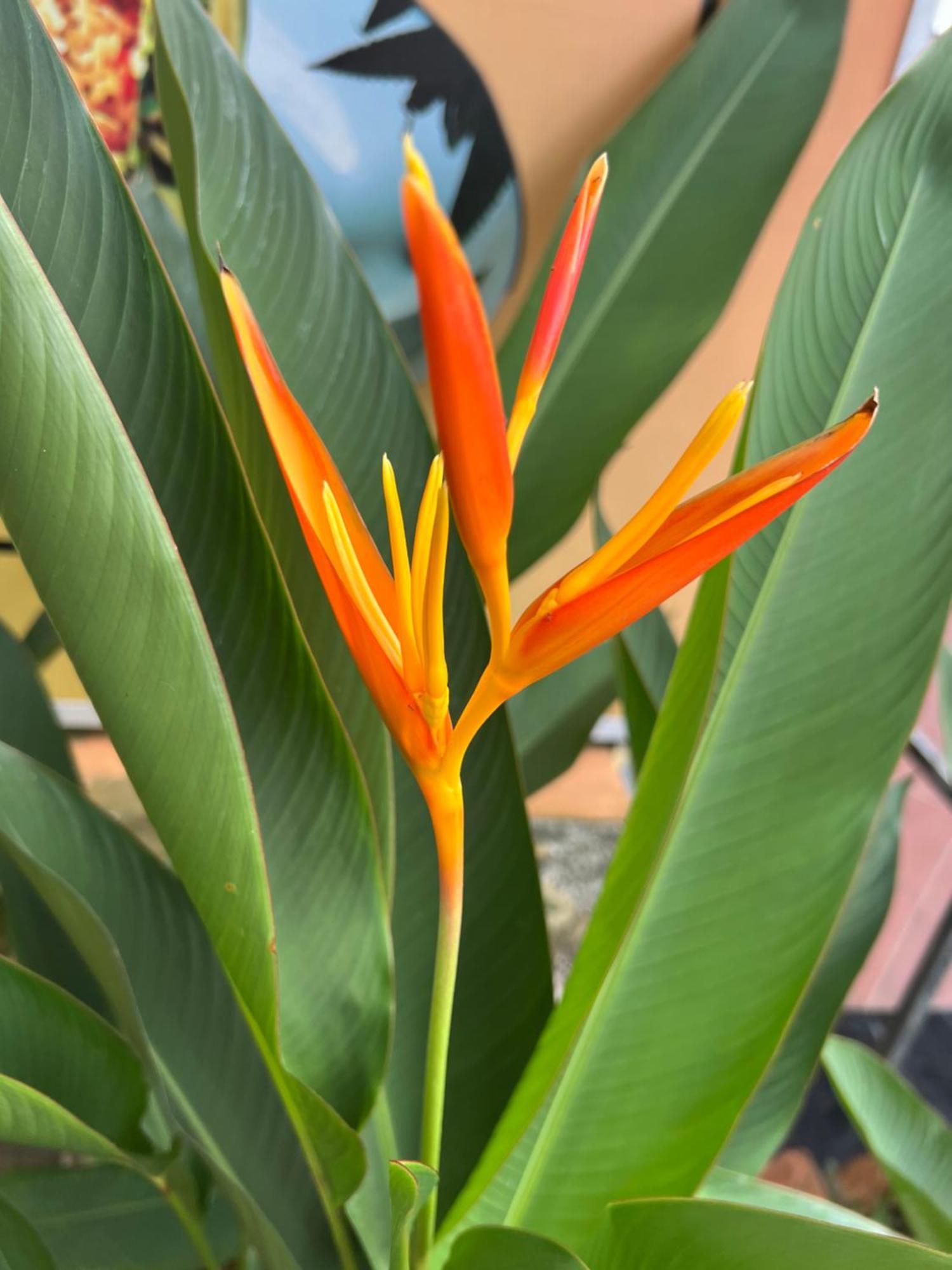 Tropical Garden Phu Quoc Apartment Bagian luar foto