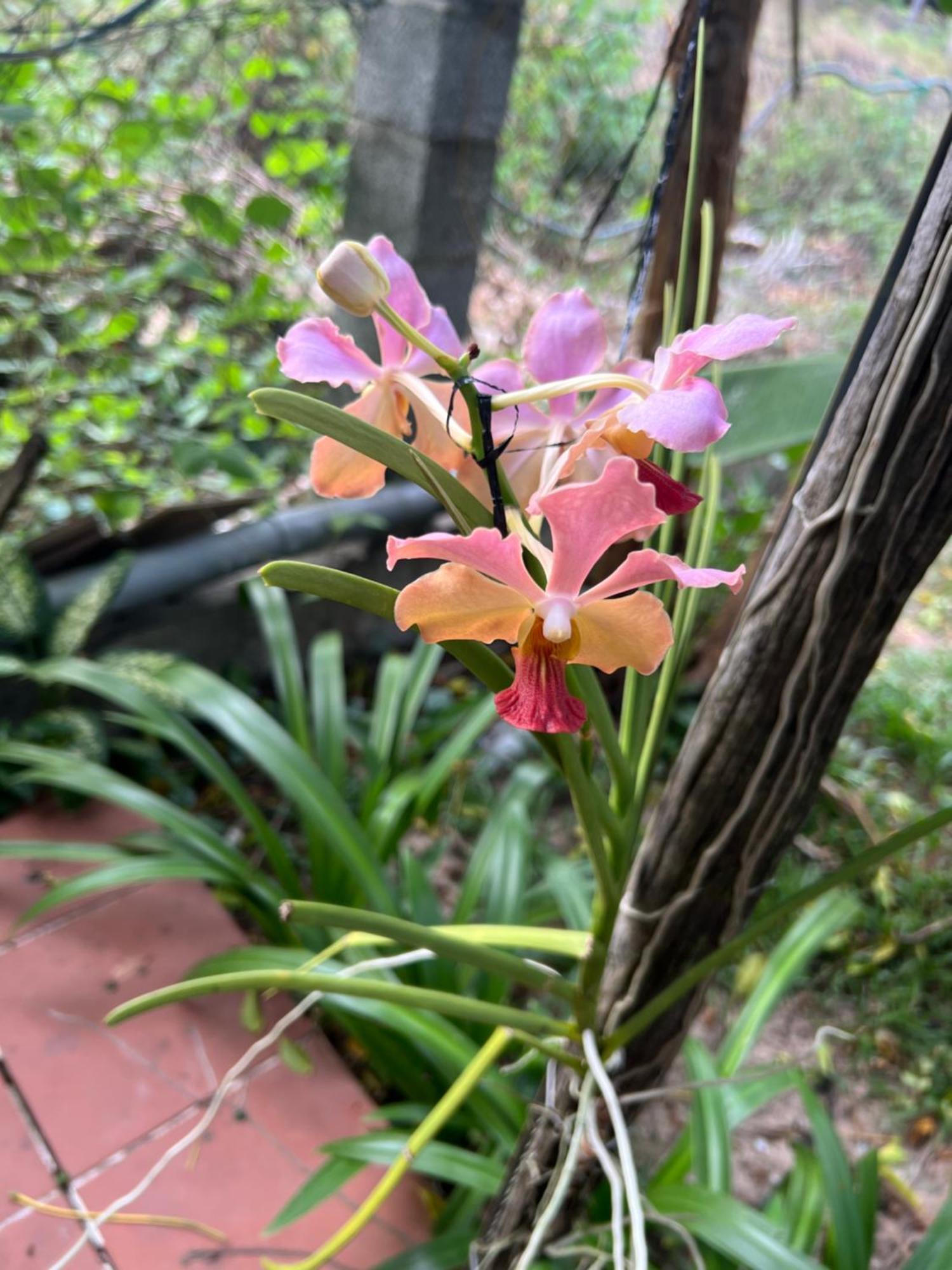 Tropical Garden Phu Quoc Apartment Bagian luar foto